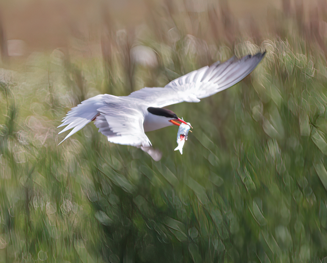 Tern with Sprat